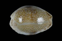 藏品(腰斑寶螺)的圖片